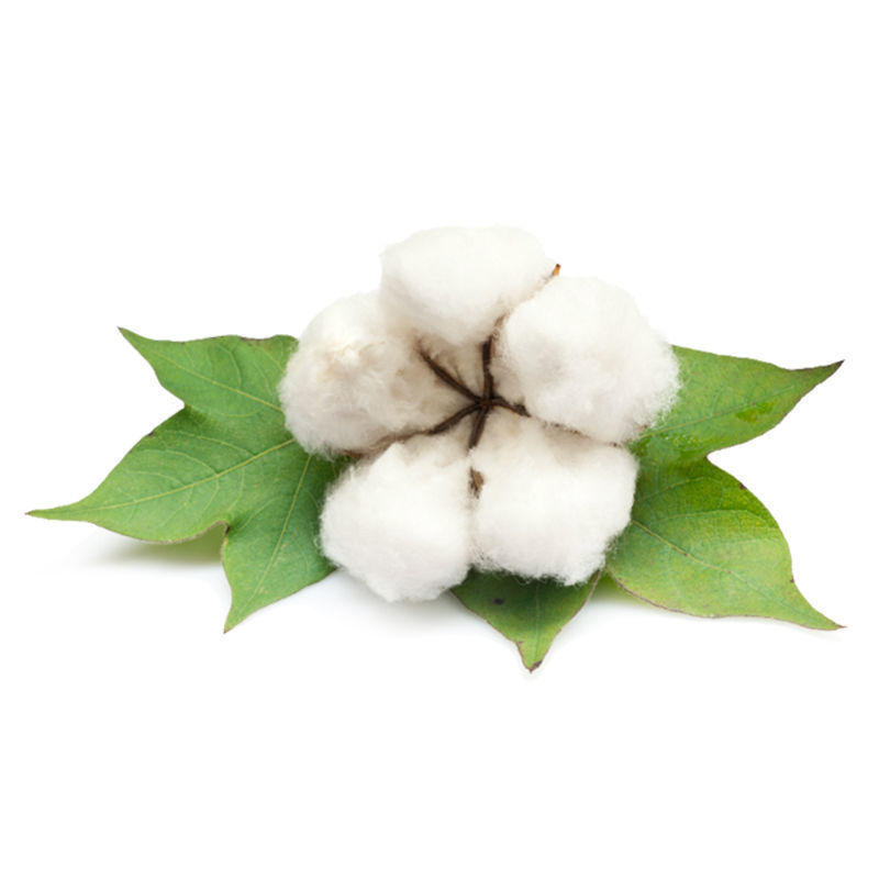 出售棉花种子高产棉花抗虫棉铃种子药用可观赏做棉
