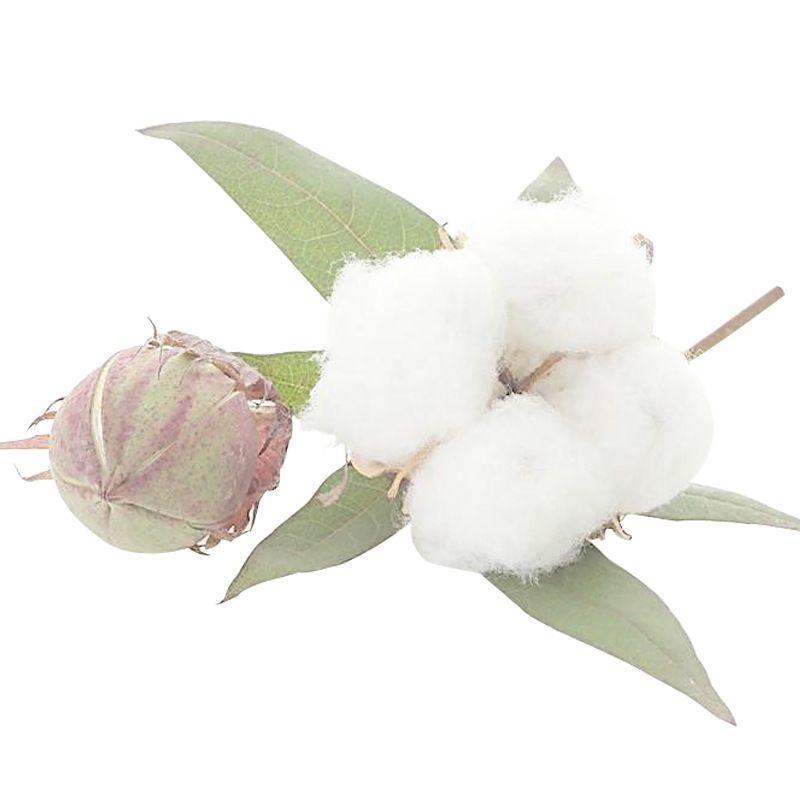 出售棉花种子高产棉花抗虫棉铃种子药用可观赏做棉