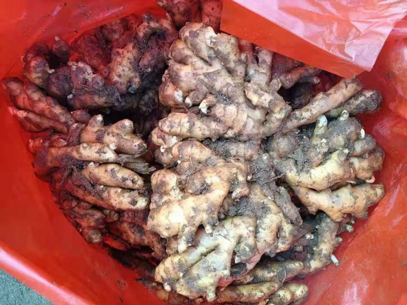 山东沂蒙山生姜精品小黄姜，大量有货，价格便宜欢迎考察采购