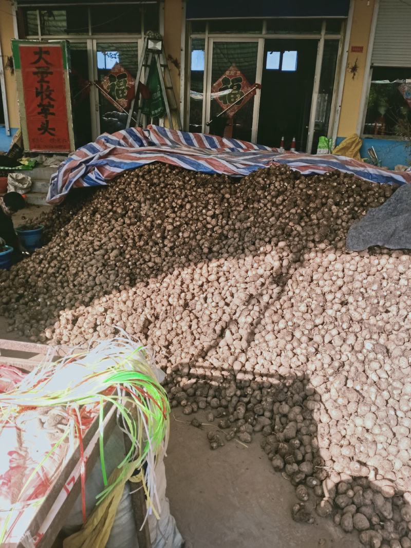 山东沂蒙山芋头香芋大量上市供应，货源充足，价格美丽欢迎