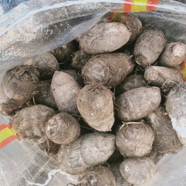 山东沂蒙山芋头香芋大量上市供应，货源充足，价格美丽欢迎