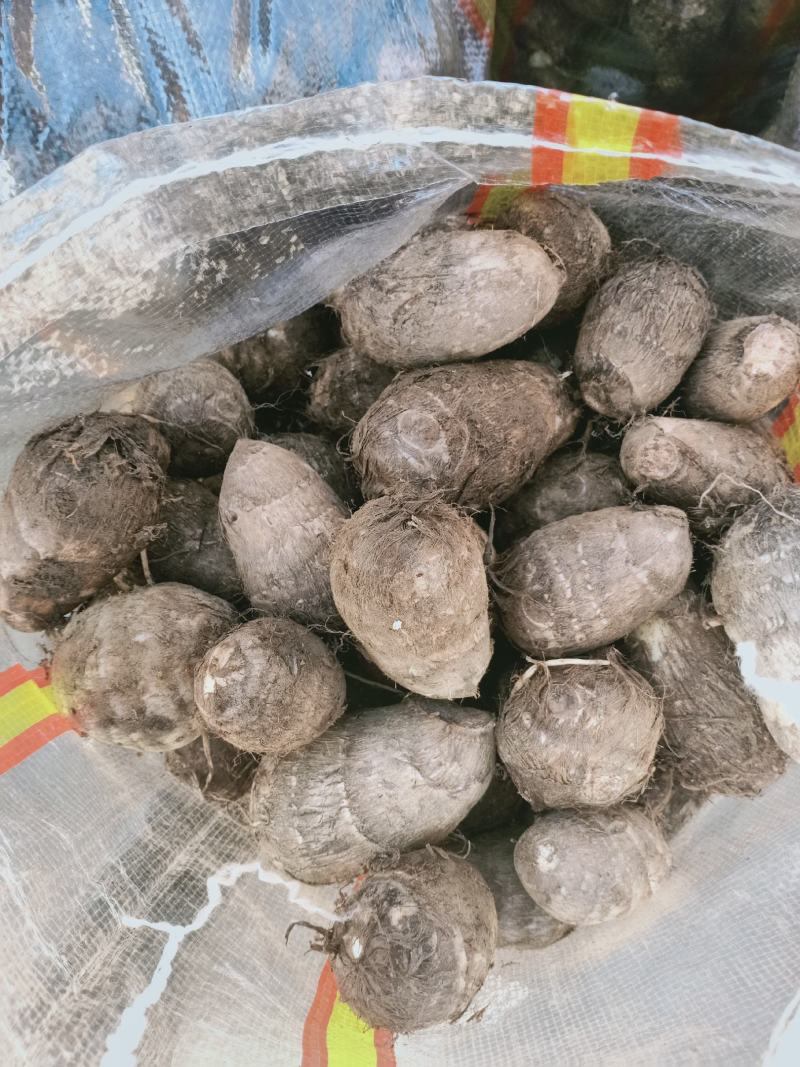 山东沂蒙山芋头香芋大量上市供应，货源充足，价格美丽欢迎