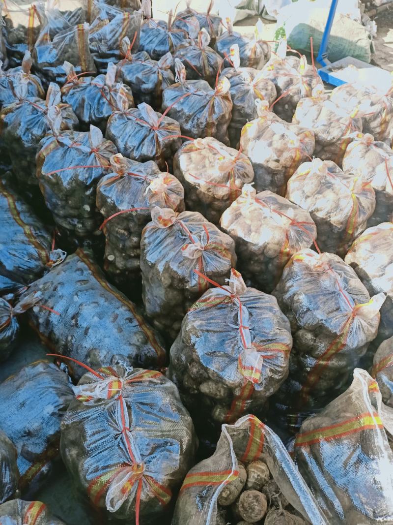 山东沂蒙山芋头香芋大量上市供应，货源充足，价格美丽欢迎