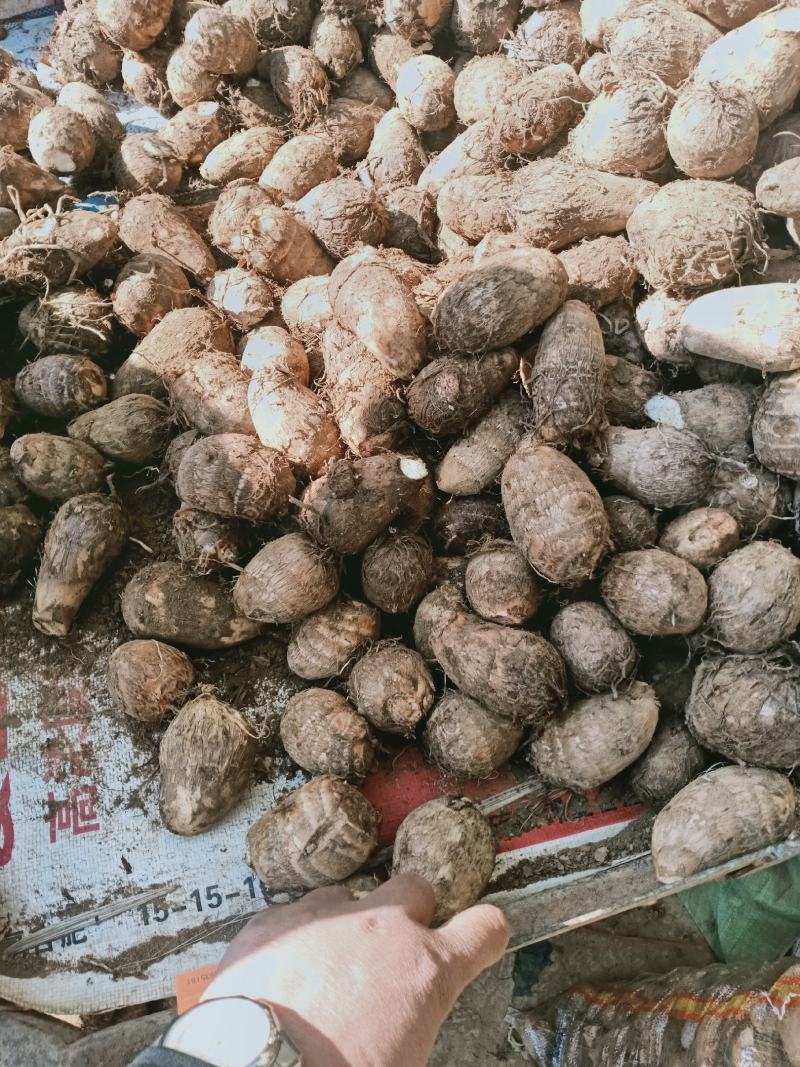 山东沂蒙山芋头香芋大量上市供应，货源充足，价格美丽欢迎