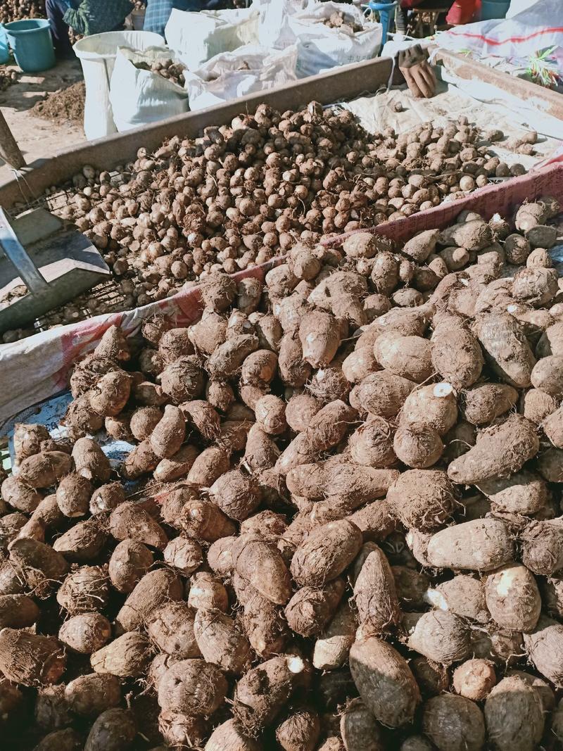山东沂蒙山芋头香芋大量上市供应，货源充足，价格美丽欢迎