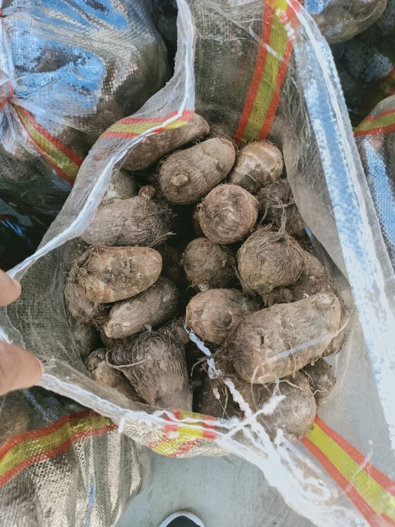 山东沂蒙山芋头香芋大量上市供应，货源充足，价格美丽欢迎