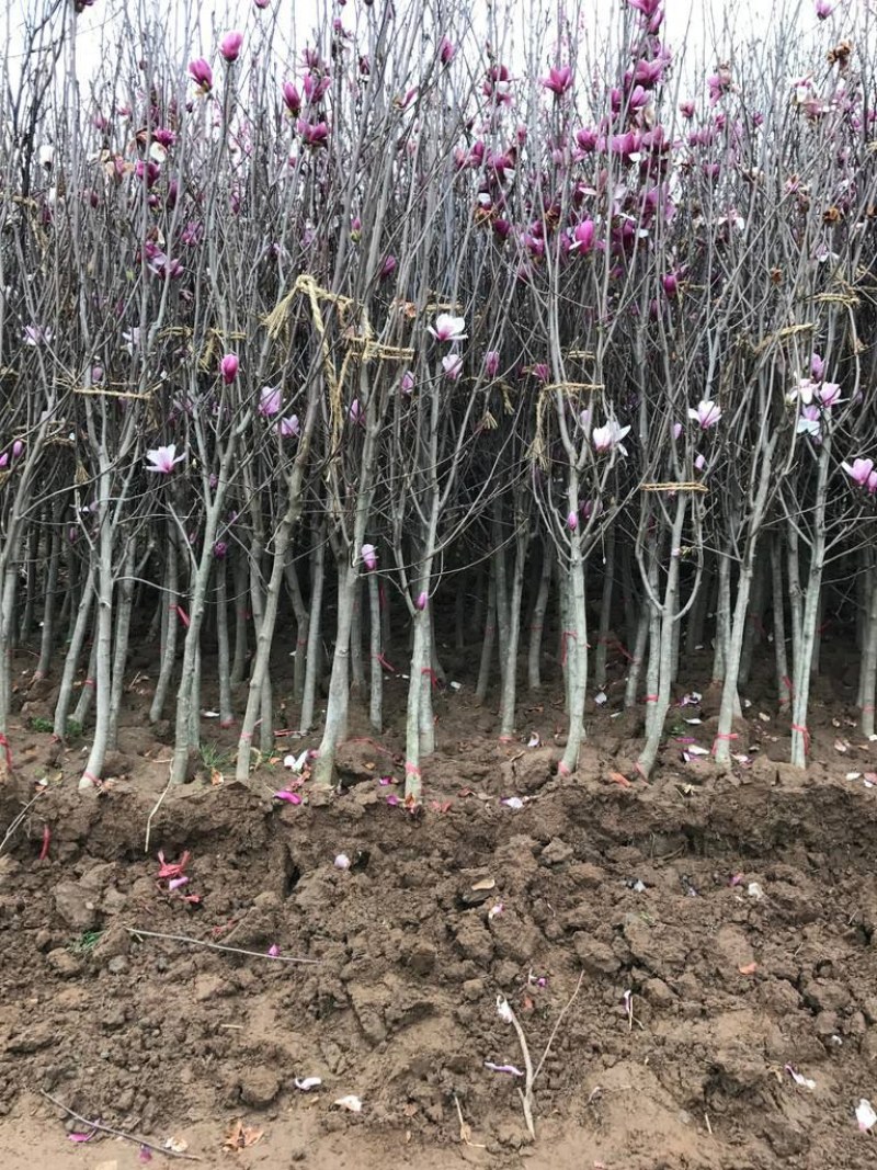 紫玉兰树苗娇红一号玉兰苗嫁接玉兰花苗红玉兰白玉兰地栽绿化