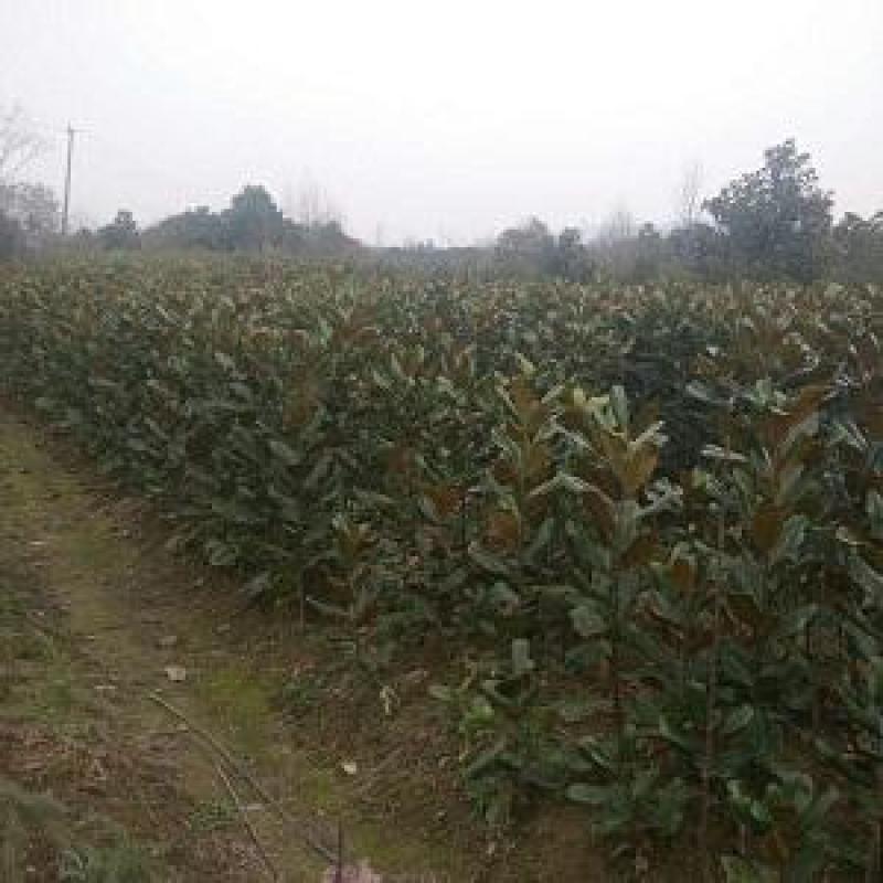 紫玉兰树苗娇红一号玉兰苗嫁接玉兰花苗红玉兰白玉兰地栽绿化