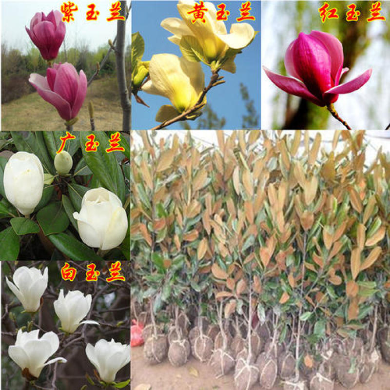 紫玉兰树苗娇红一号玉兰苗嫁接玉兰花苗红玉兰白玉兰地栽绿化