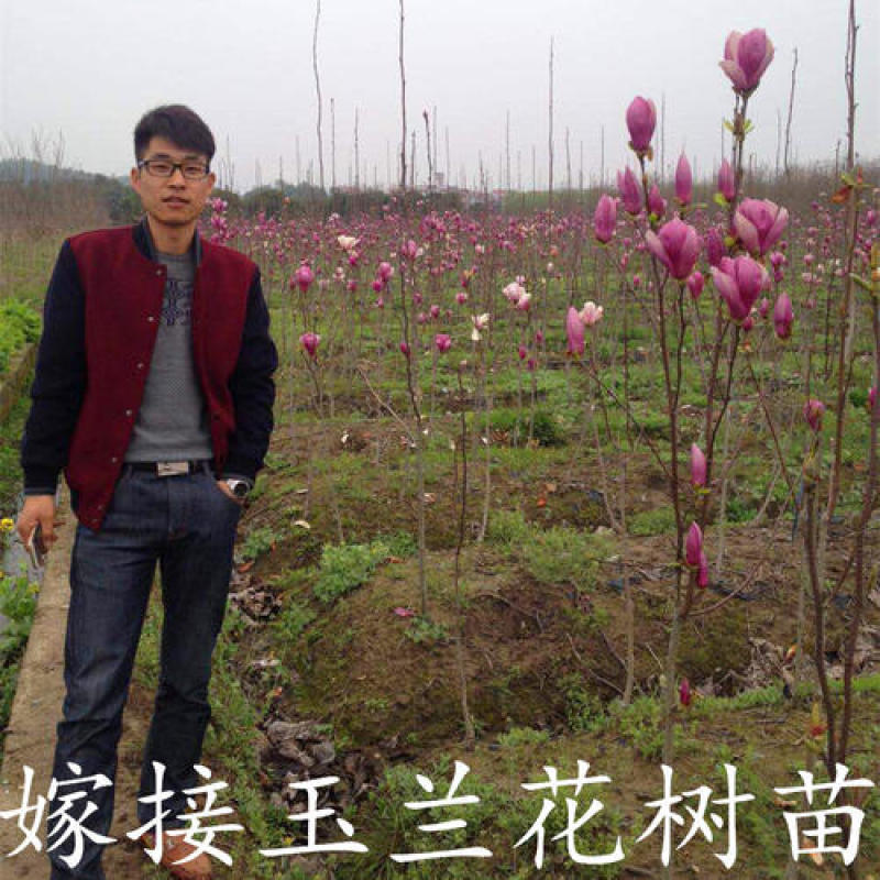 紫玉兰树苗娇红一号玉兰苗嫁接玉兰花苗红玉兰白玉兰地栽绿化