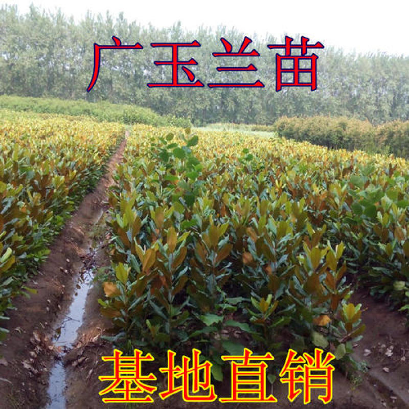紫玉兰树苗娇红一号玉兰苗嫁接玉兰花苗红玉兰白玉兰地栽绿化
