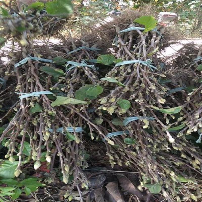 紫玉兰树苗娇红一号玉兰苗嫁接玉兰花苗红玉兰白玉兰地栽绿化