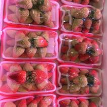 大凉山露天草莓，新鲜水果