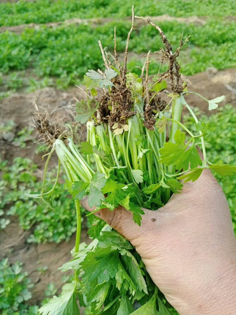 芹菜苗美国西芹种苗土系芹菜苗穴盘育芹菜种苗