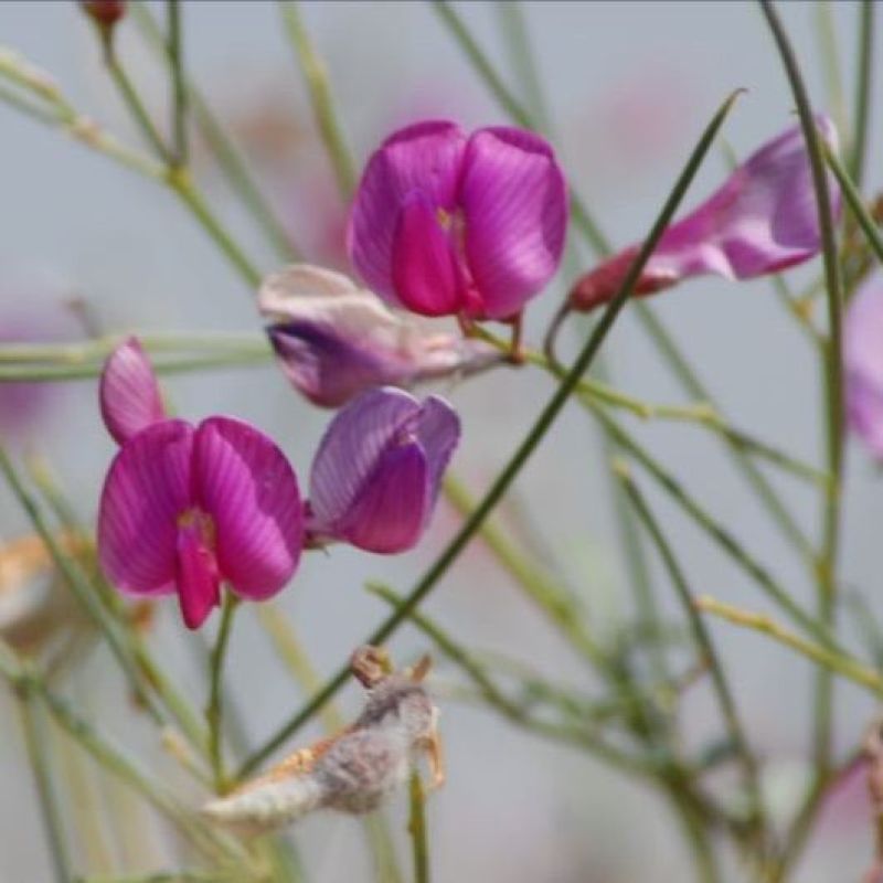 优质花棒种子花棒灌木种子牧草种子花棒种子