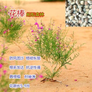 优质花棒种子花棒灌木种子牧草种子花棒种子