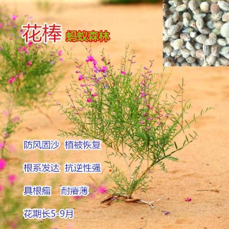优质花棒种子花棒灌木种子牧草种子花棒种子