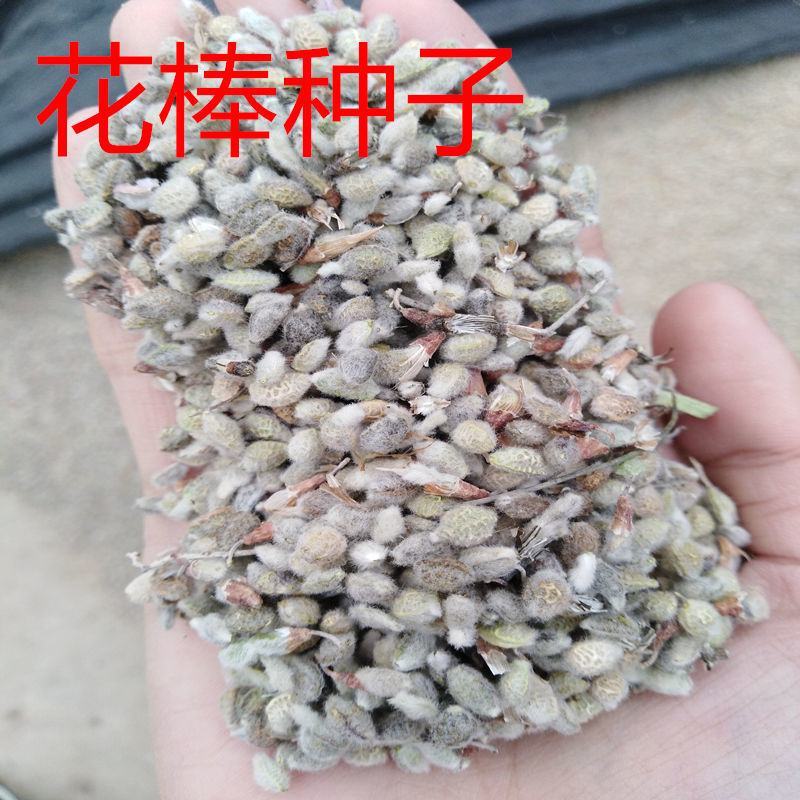 优质花棒种子花棒灌木种子牧草种子花棒种子