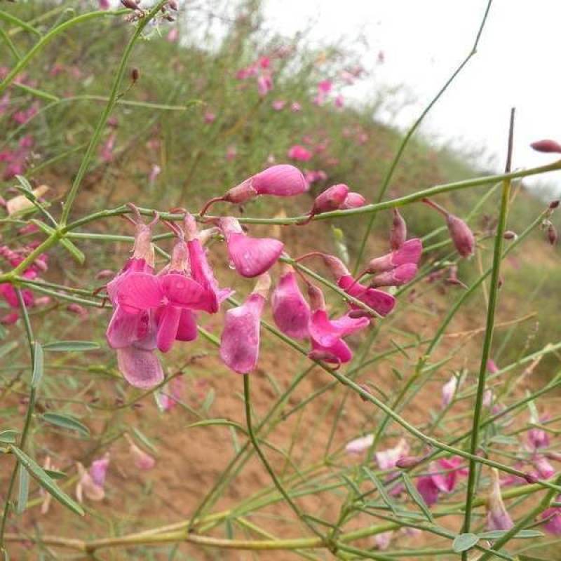 优质花棒种子花棒灌木种子牧草种子花棒种子
