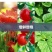 〈包邮）植物生长灯补光灯全光谱仿阳光多肉补光灯led补光