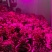 〈包邮）植物生长灯补光灯全光谱仿阳光多肉补光灯led补光