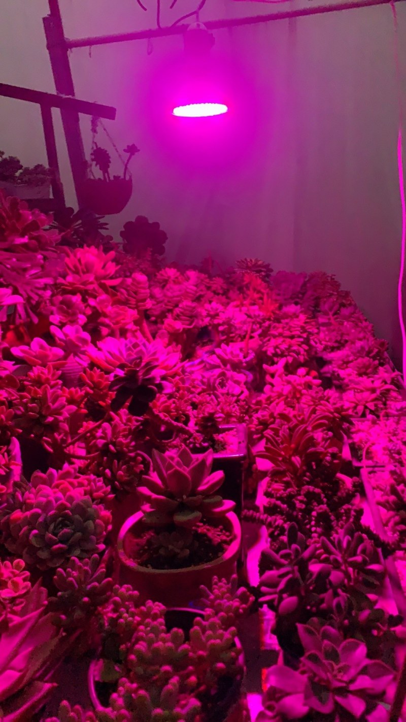 〈包邮）植物生长灯补光灯全光谱仿阳光多肉补光灯led补光