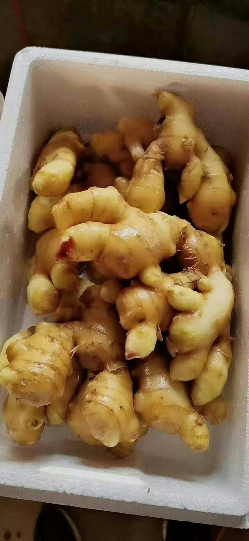 山东大黄姜种植基地。有大量黄姜岀酬。有需要的老板前来采购