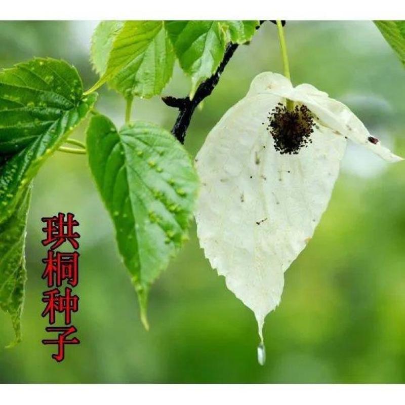 珙桐种子正宗珙桐种子别名鸽子树水梨子鸽子花树量