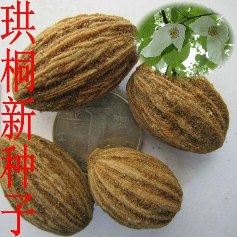 珙桐种子正宗珙桐种子别名鸽子树水梨子鸽子花树量