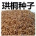 珙桐种子正宗珙桐种子别名鸽子树水梨子鸽子花树量