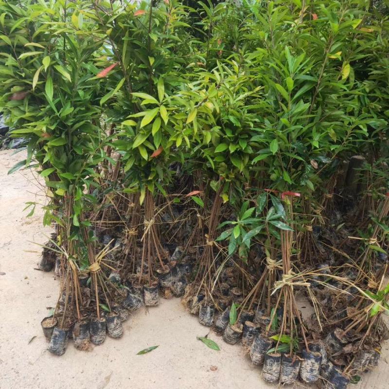 木荷，木荷苗，木荷袋苗清流县嵩口镇绿源苗圃