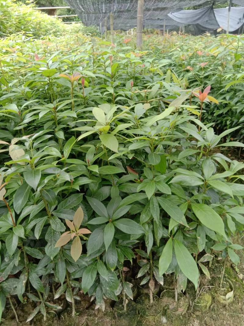 木荷，木荷苗，木荷袋苗清流县嵩口镇绿源苗圃