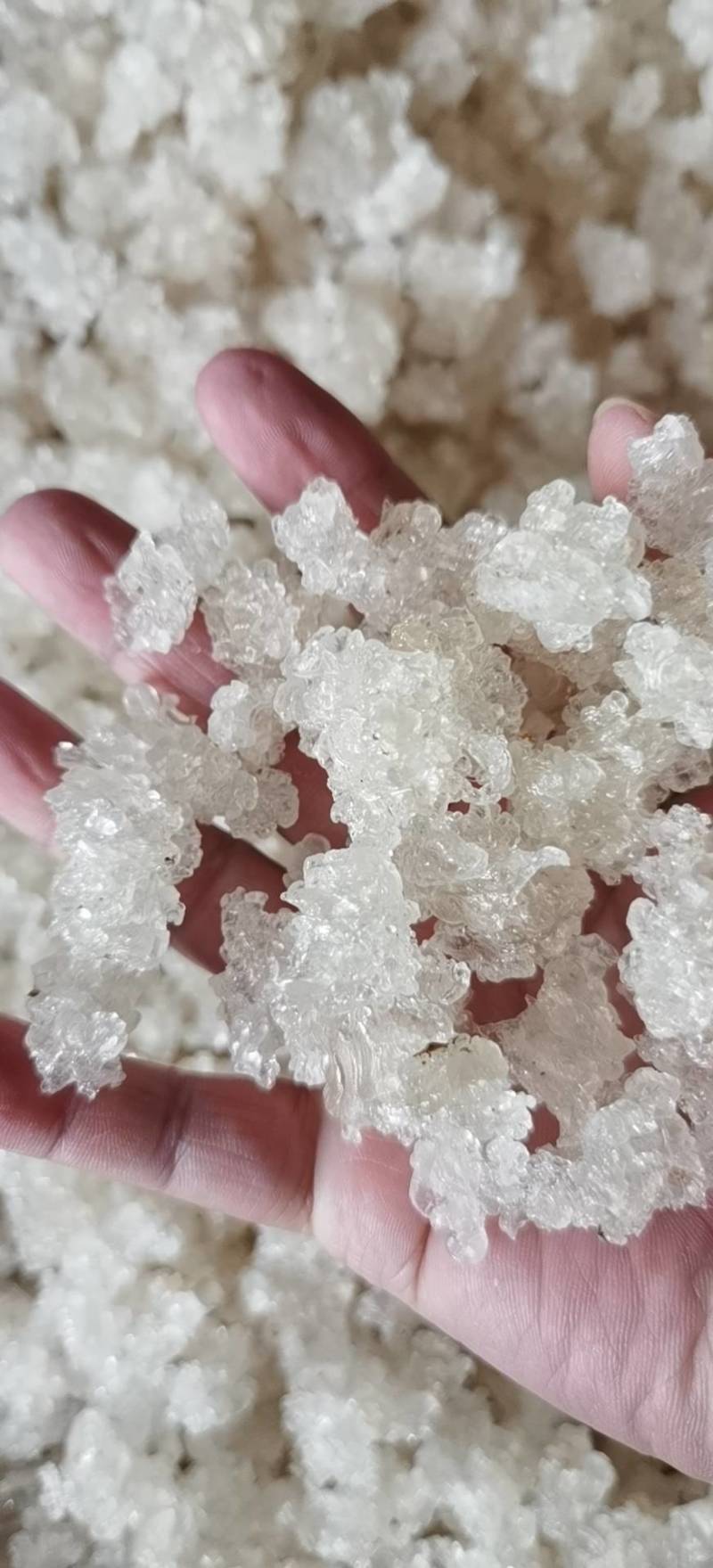 云南药材【缅甸拉丝雪燕】34A小龙须等品级货下单提前咨询