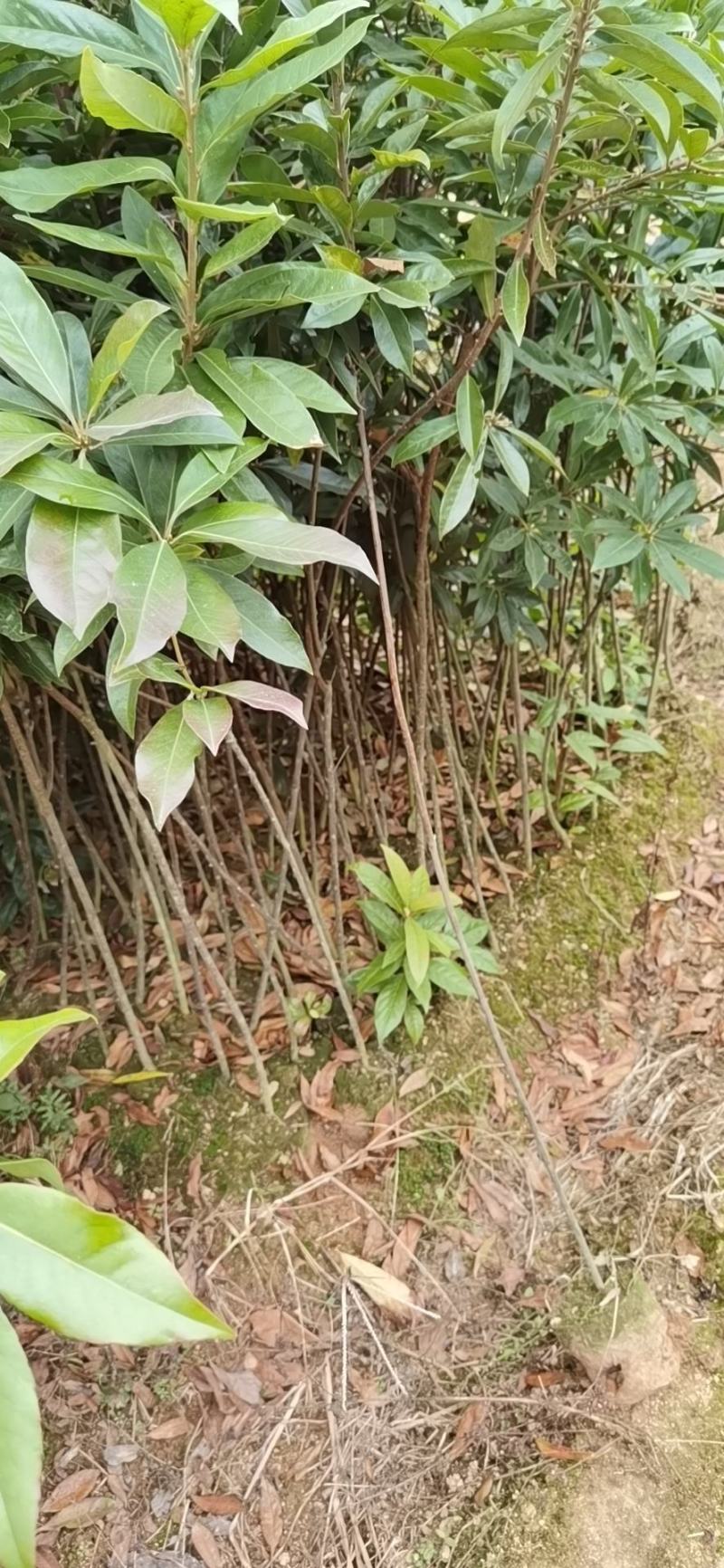 木荷，木荷苗，木荷袋苗清流县嵩口镇绿源苗圃