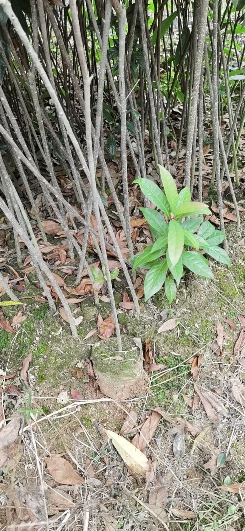 木荷，木荷苗，木荷袋苗清流县嵩口镇绿源苗圃