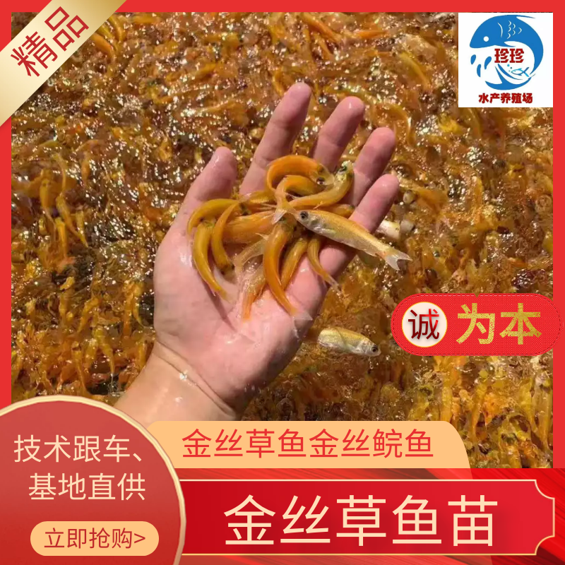 金丝草鱼苗（水花批发）（支持到现场看货）