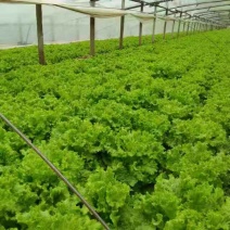 山东青岛生菜大量上市中
