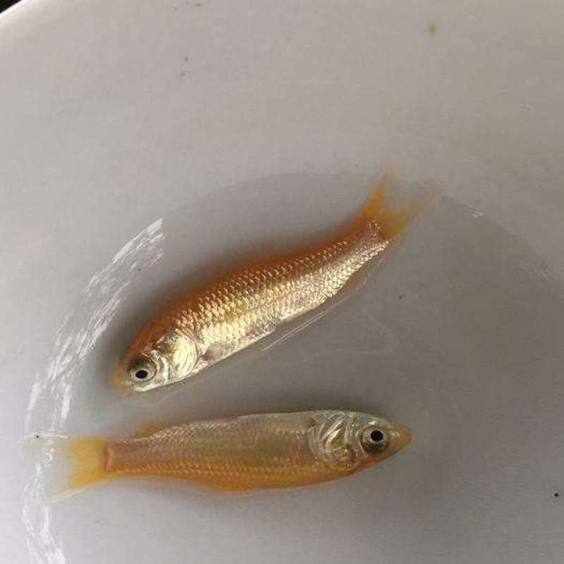 金丝草鱼苗（水花批发）（支持到现场看货）