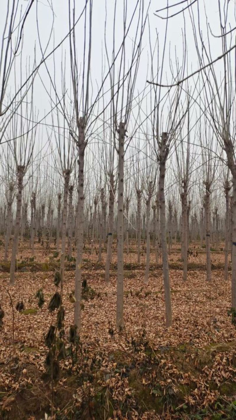 山东菏泽郓城县大量现货8到12公分发冒白蜡树