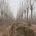 山东菏泽郓城县大量现货8到12公分发冒白蜡树