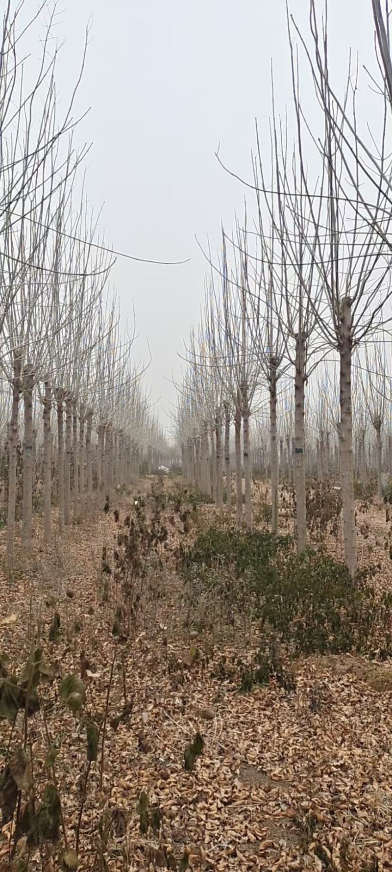 山东菏泽郓城县大量现货8到12公分发冒白蜡树