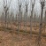 山东菏泽郓城县大量现货8到12公分发冒白蜡树