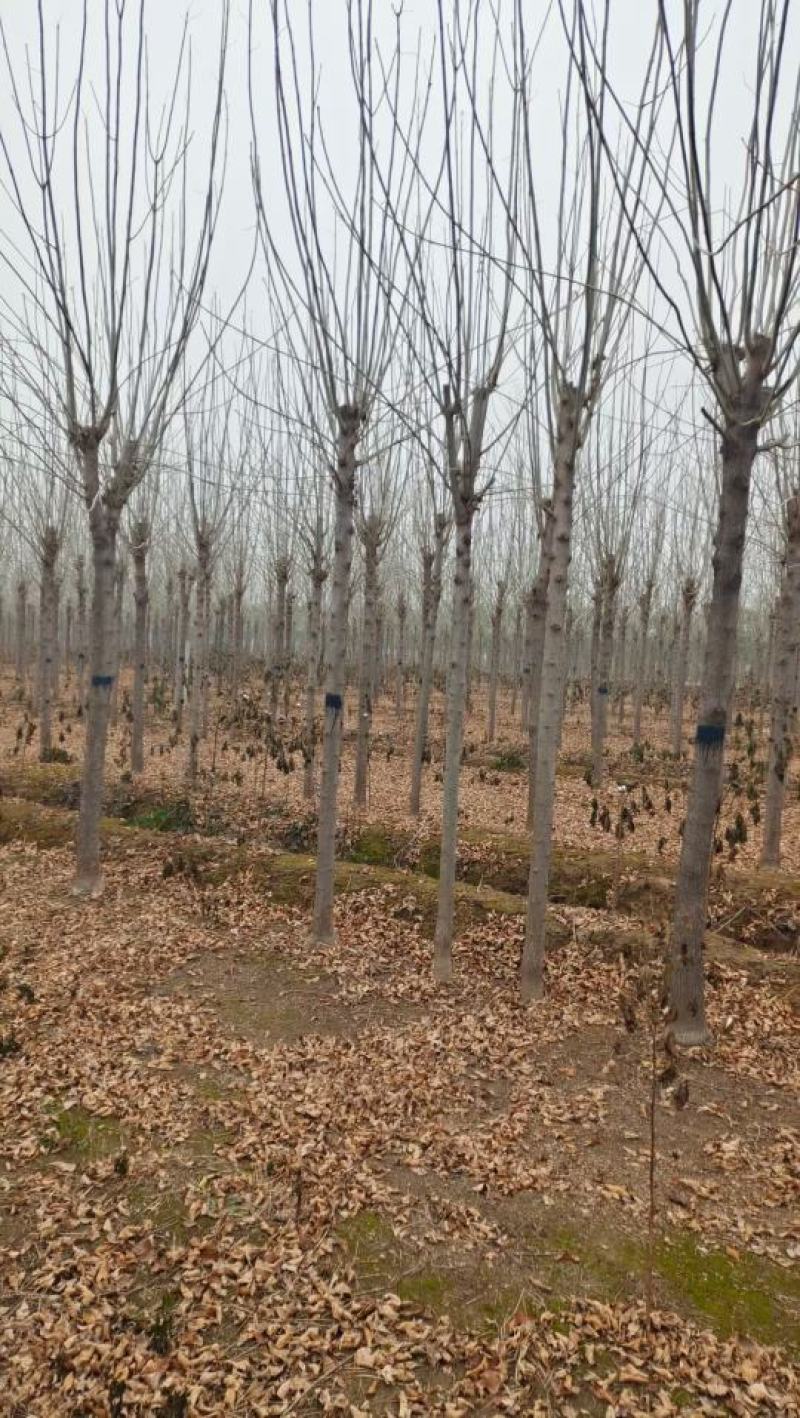 山东菏泽郓城县大量现货8到12公分发冒白蜡树