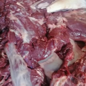 内蒙古锡林浩特骆驼肉《厂家直销》
