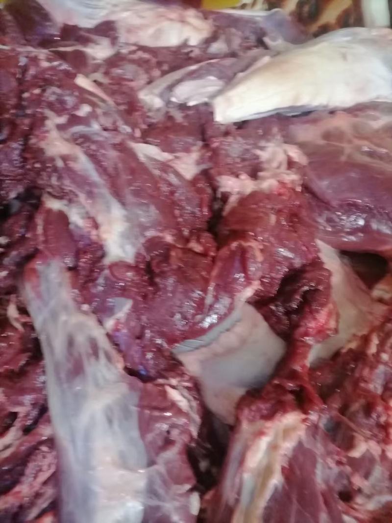内蒙古锡林浩特骆驼肉《厂家直销》