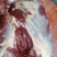 内蒙古锡林浩特骆驼肉《厂家直销》