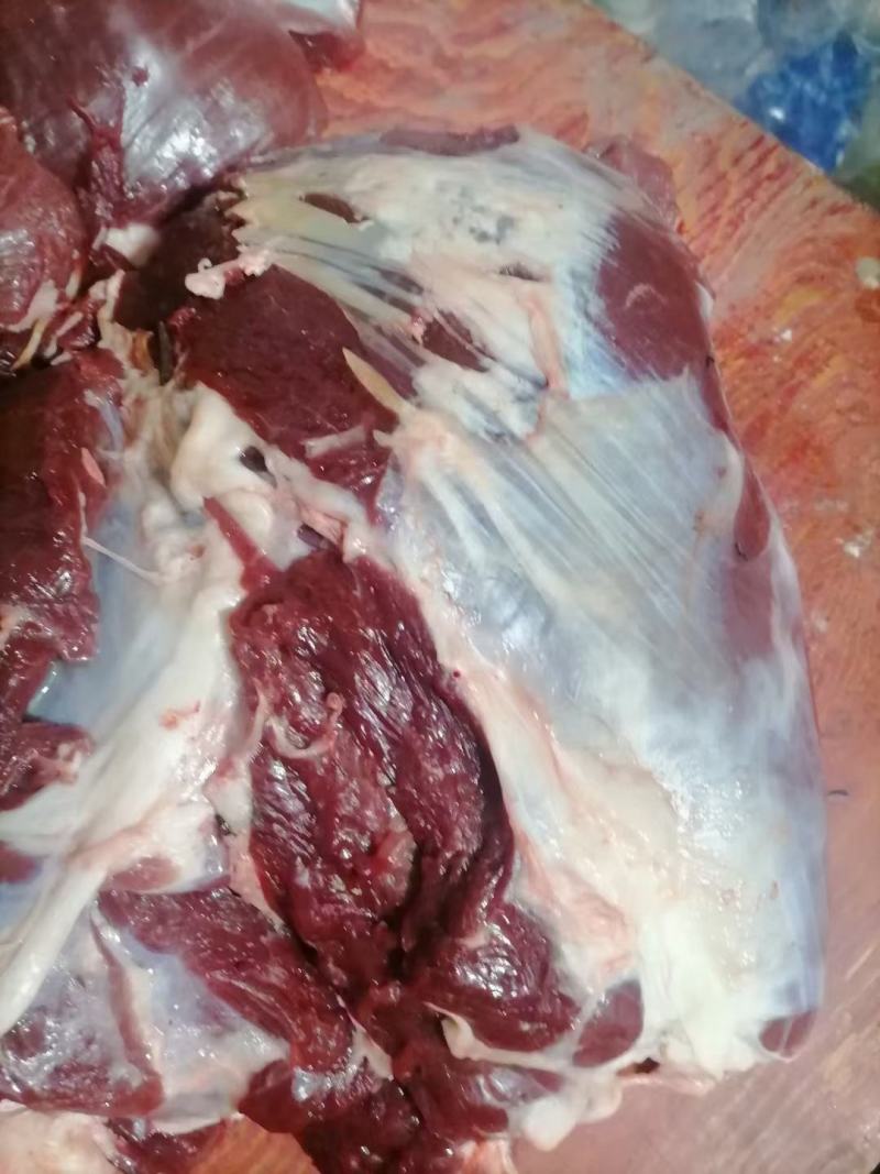 内蒙古锡林浩特骆驼肉《厂家直销》