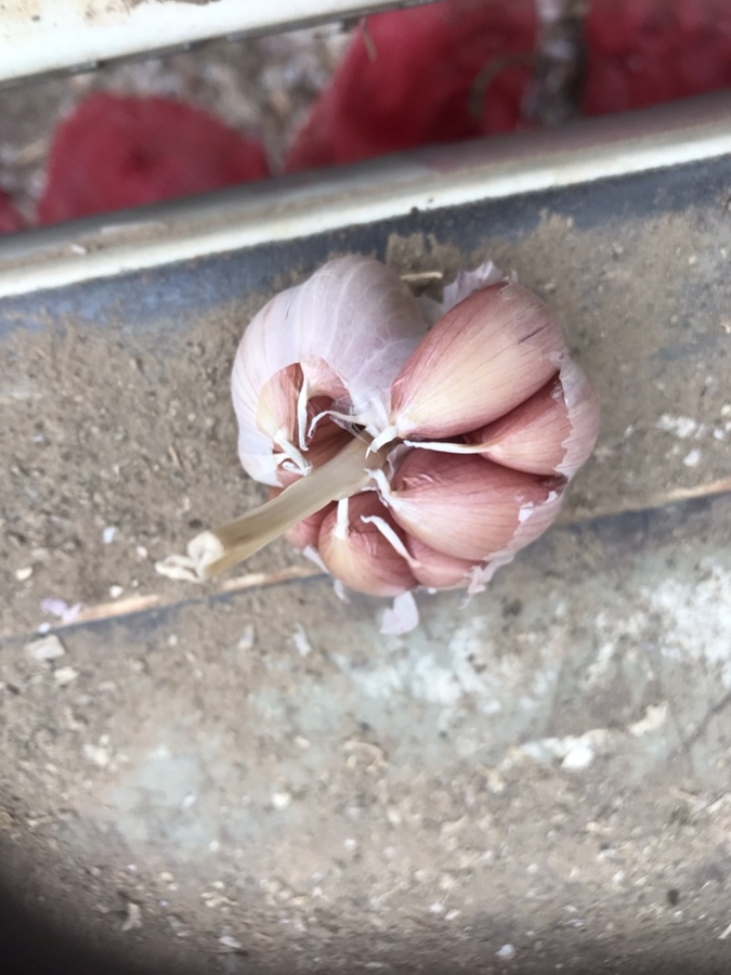 紫皮大蒜，大蒜，蒜米蒜，脱水蒜大混级蒜，
