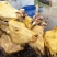 内蒙古锡林浩特本地牛头