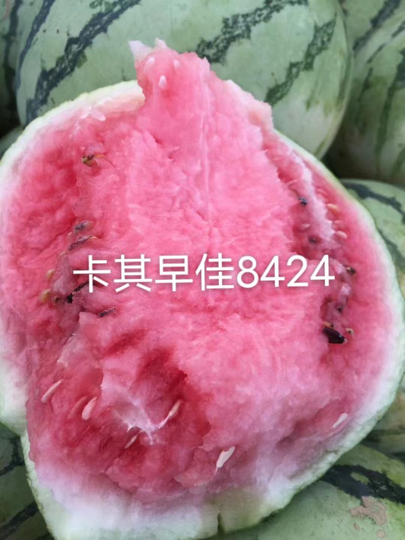 抗高湿卡其正宗早佳8424西瓜种子皮薄鲜红瓤西瓜种籽